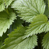 Nettle leaf and root extract - ABSlim Composition